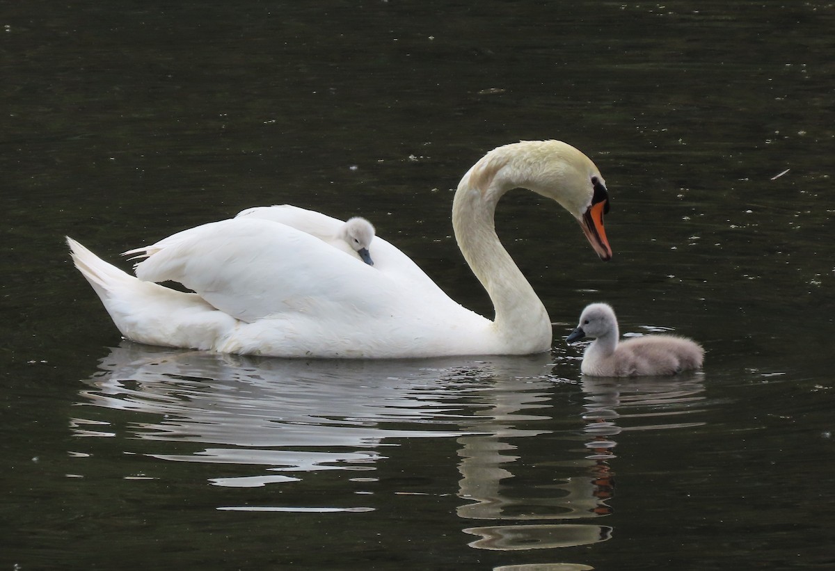 Mute Swan - ML585848031