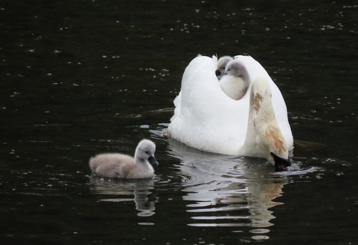 Mute Swan - ML585848041