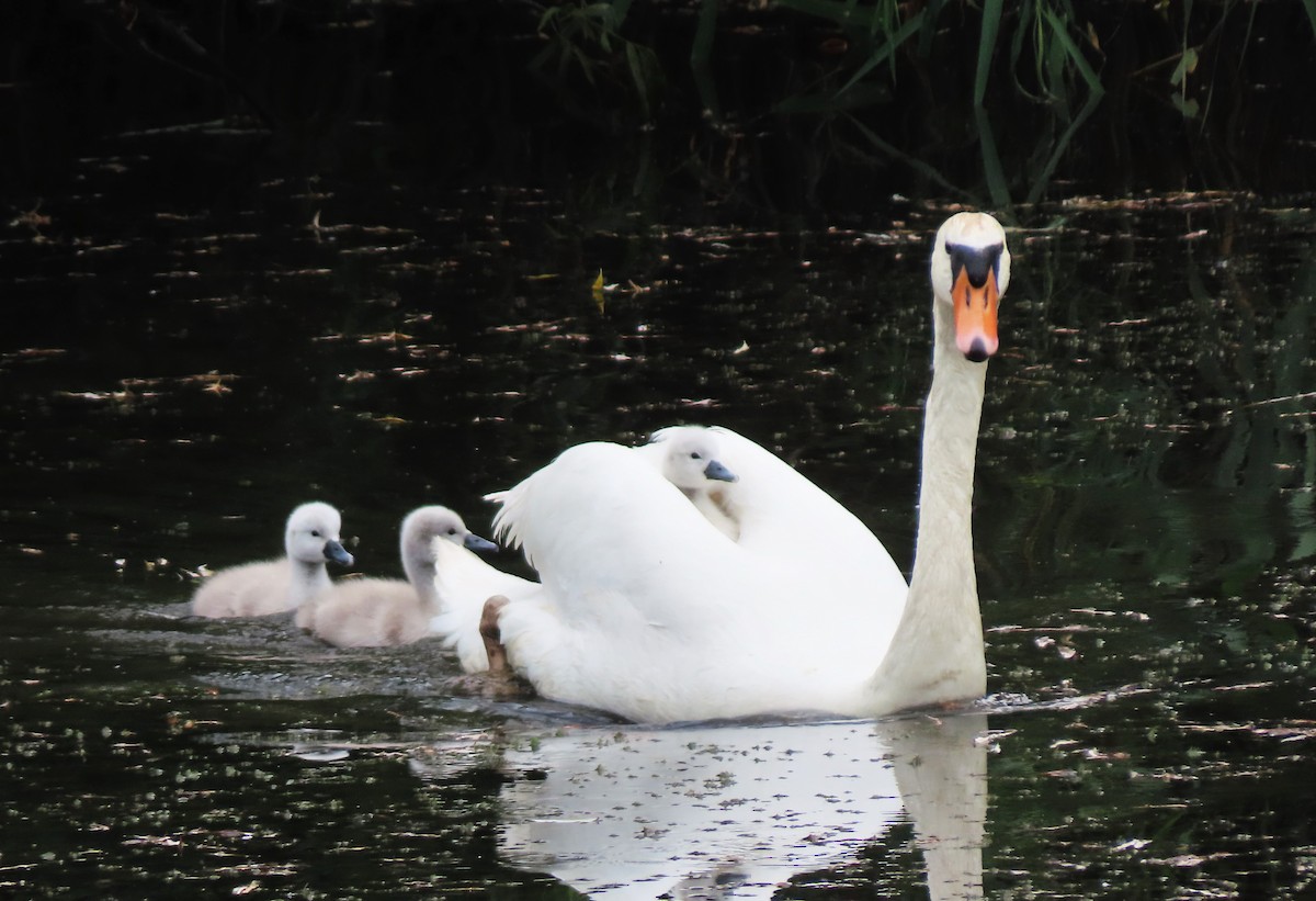 Mute Swan - ML585848051