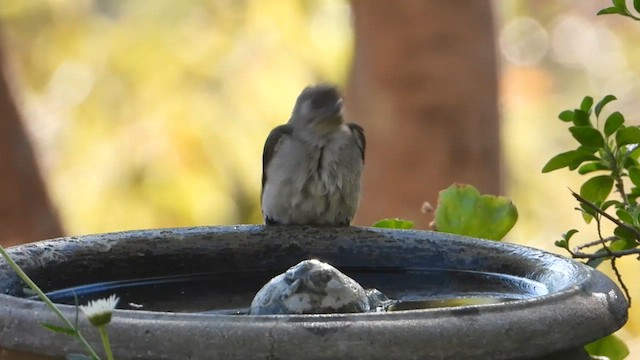 Lesser Honeyguide - ML585848321