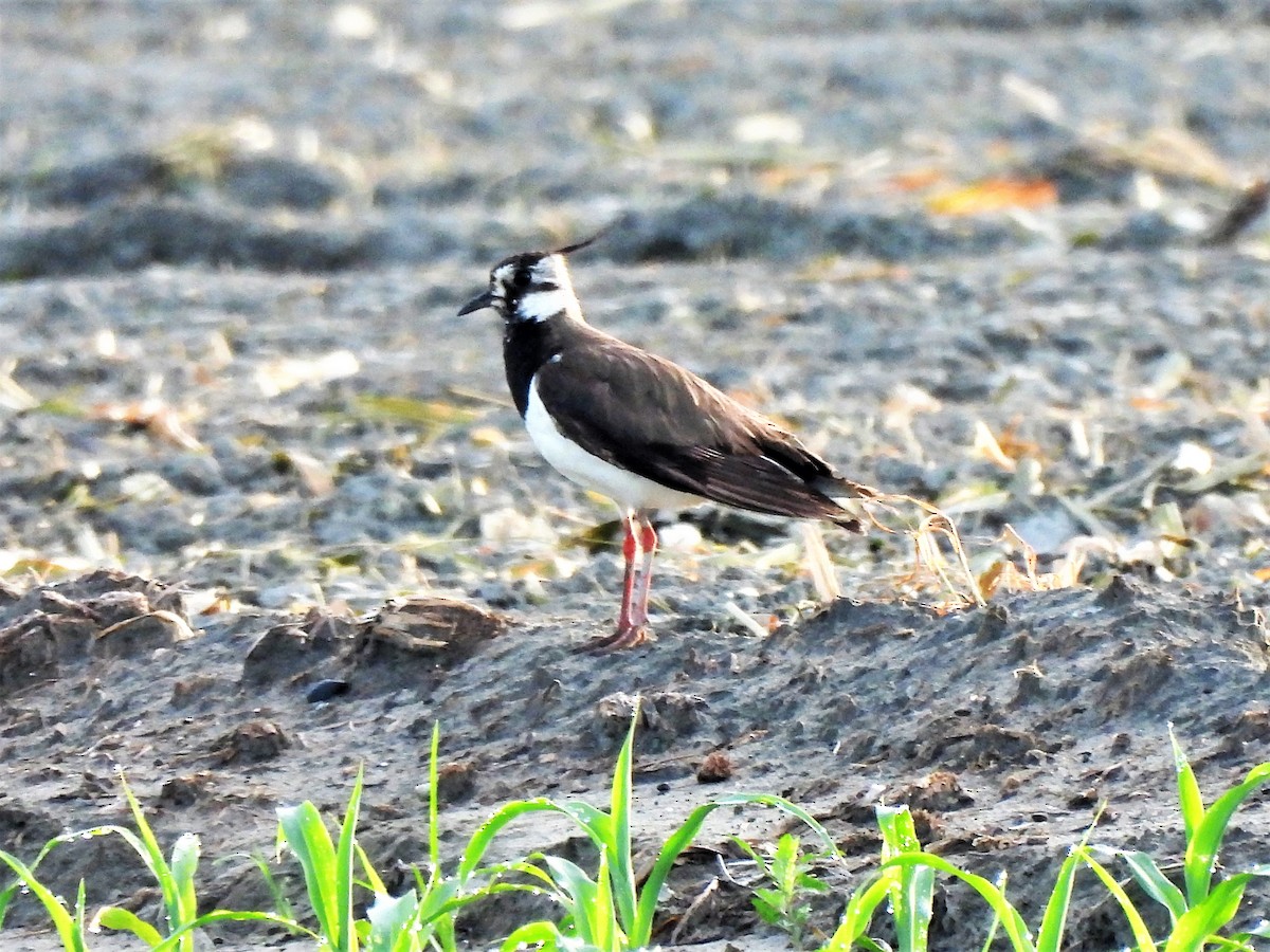 Northern Lapwing - Tuck Hong Tang