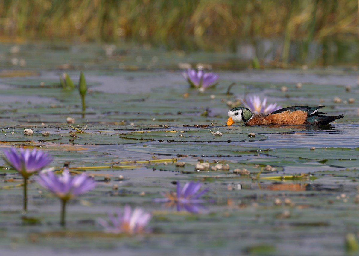 African Pygmy-Goose - Ayuwat Jearwattanakanok