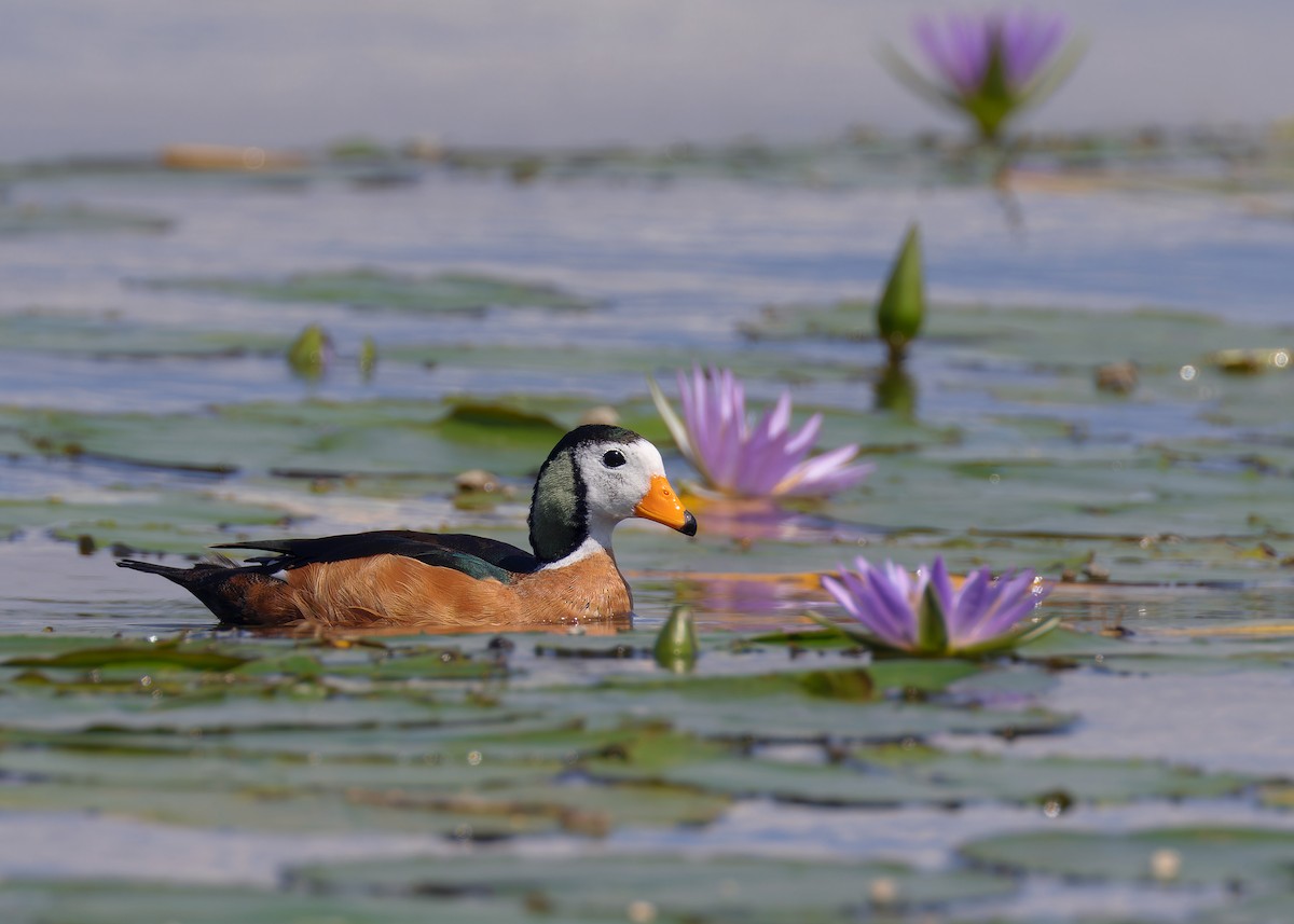 African Pygmy-Goose - ML585848821