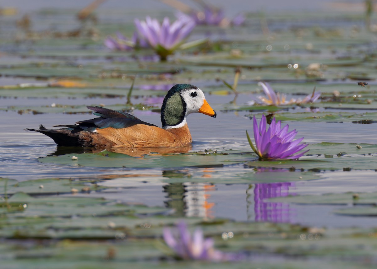 African Pygmy-Goose - ML585848881