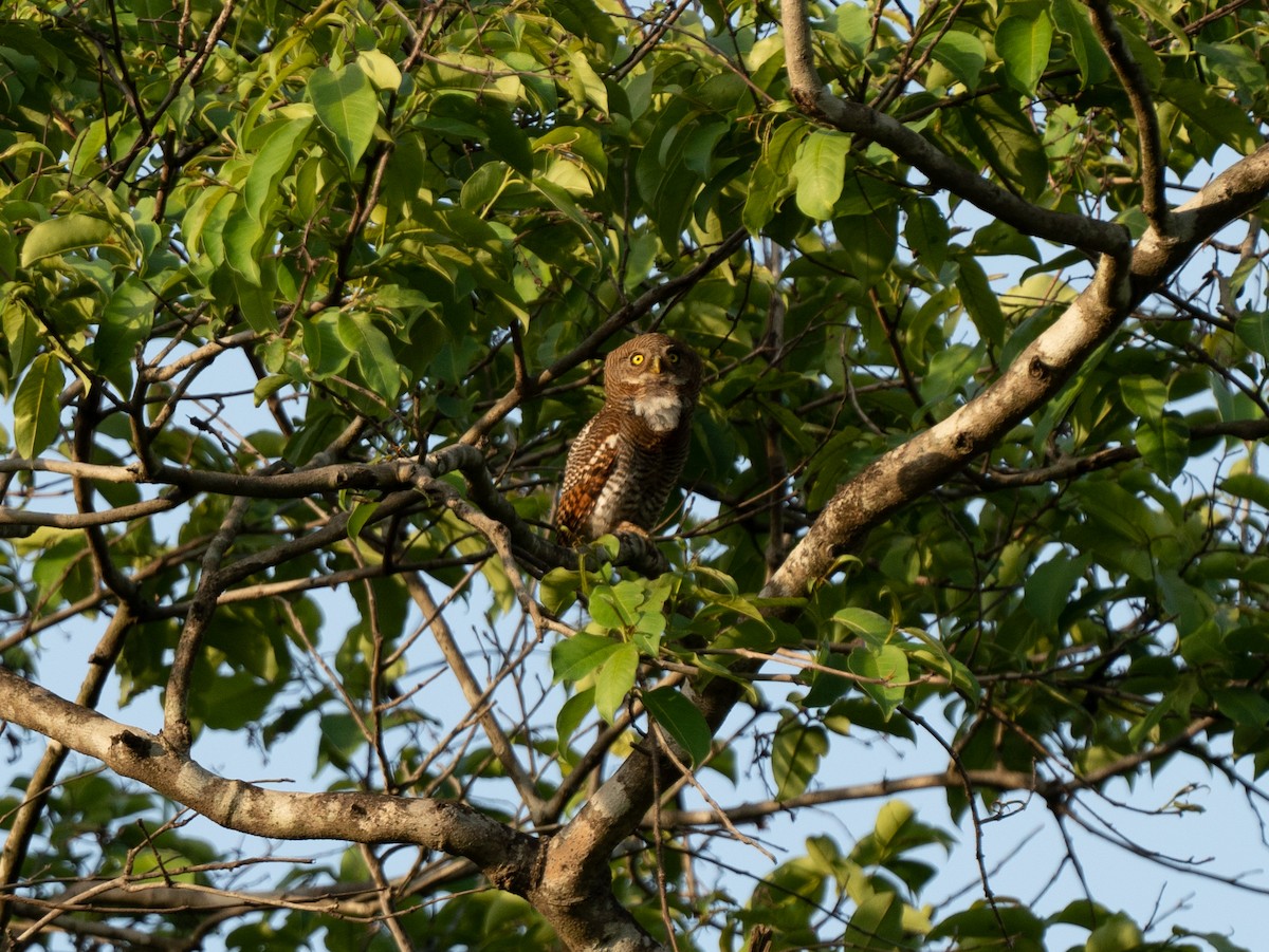 Jungle Owlet - Sujit Nair