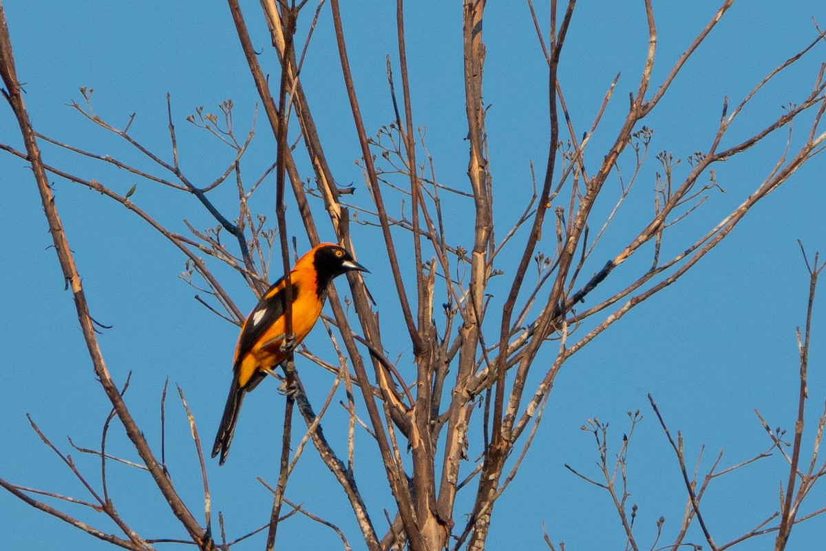 Orange-backed Troupial - ML585849451