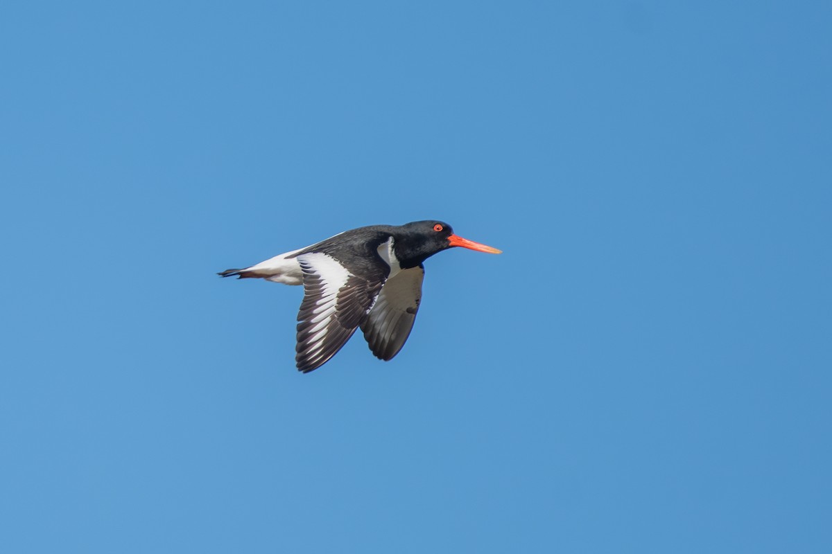 Eurasian Oystercatcher - ML585849481