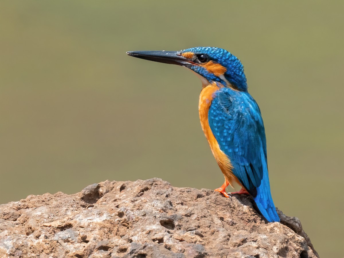 ledňáček říční - ML585849531