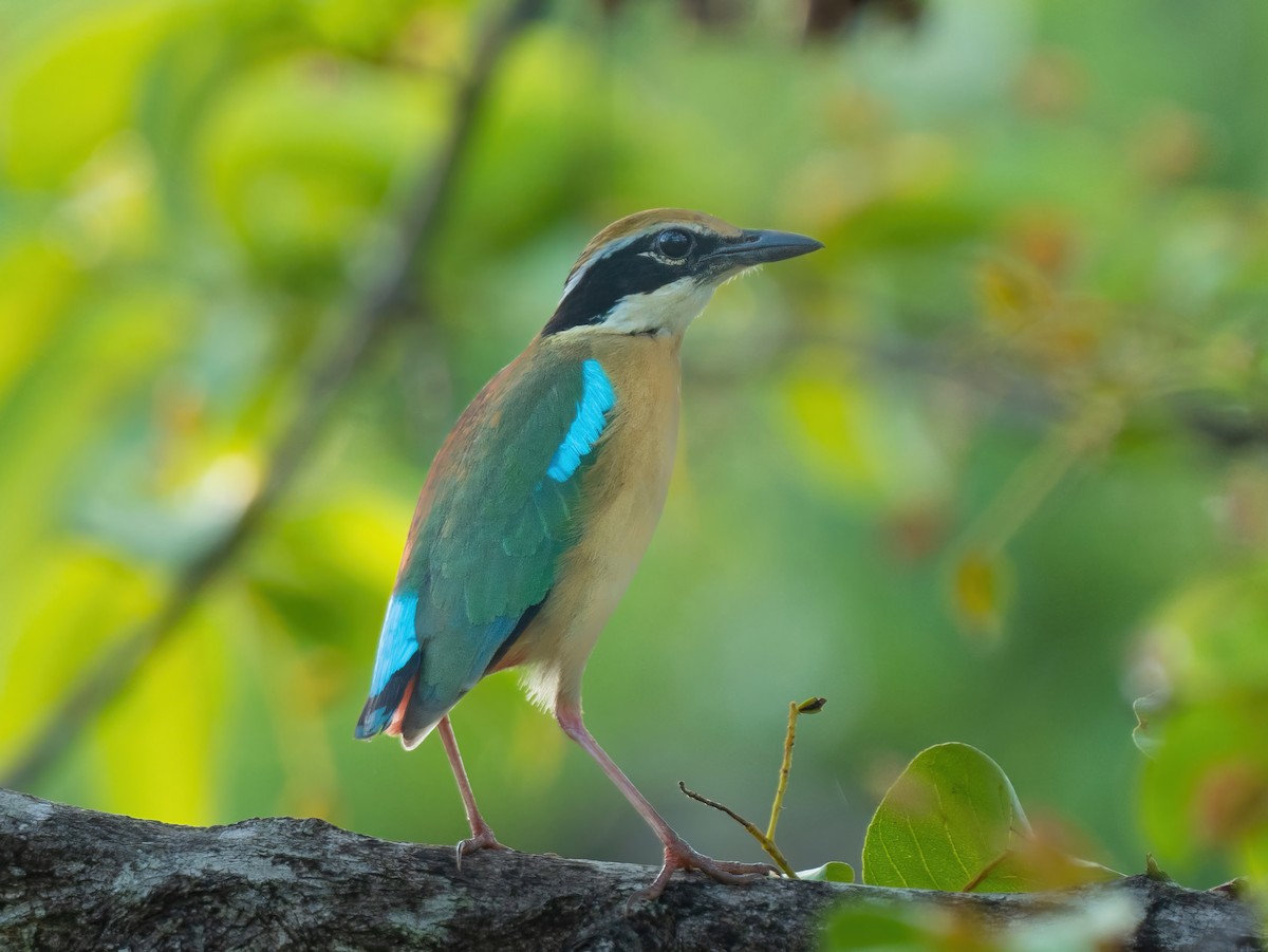 pita devítibarvá - ML585849981