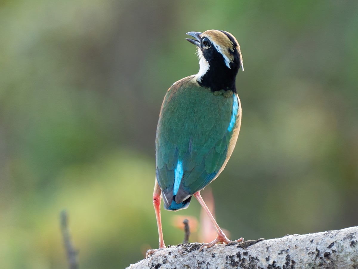 pita devítibarvá - ML585850031