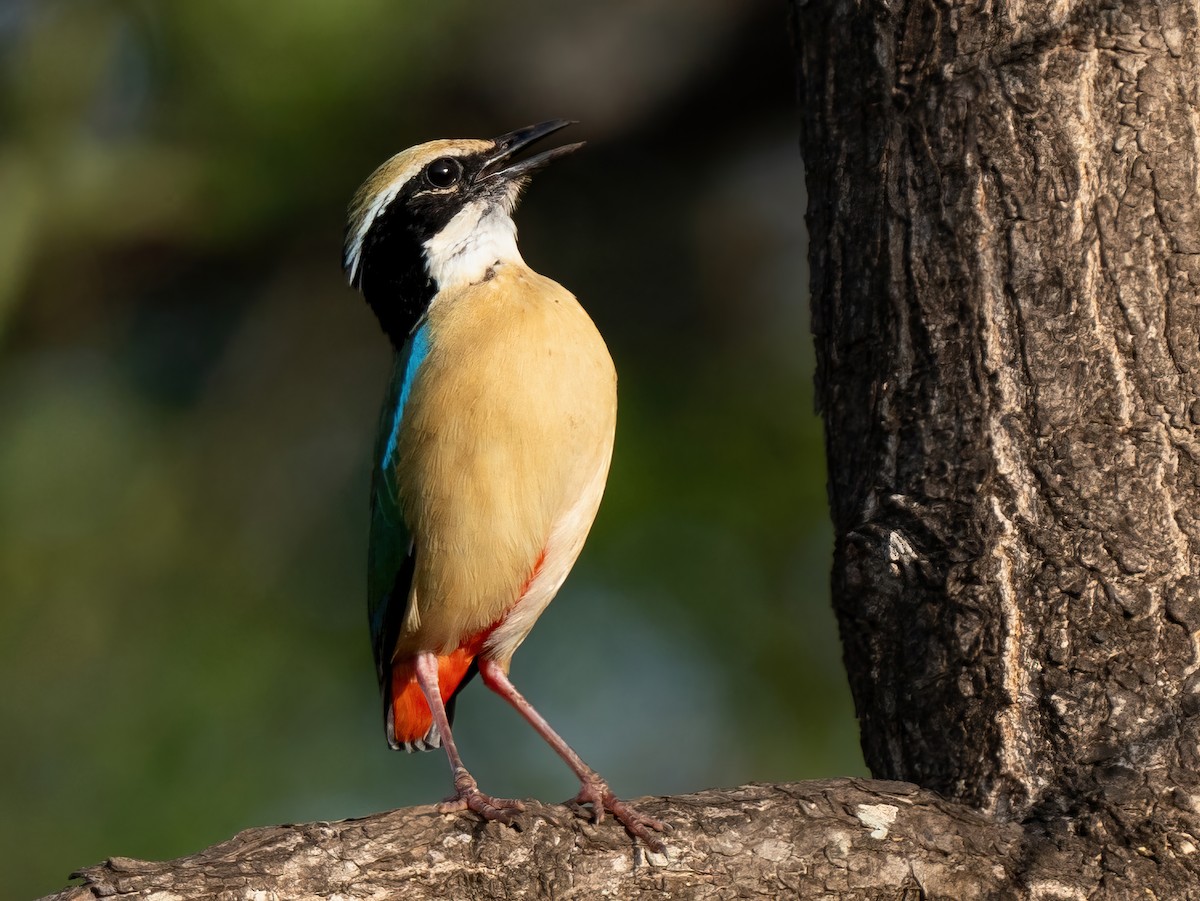 pita devítibarvá - ML585850041