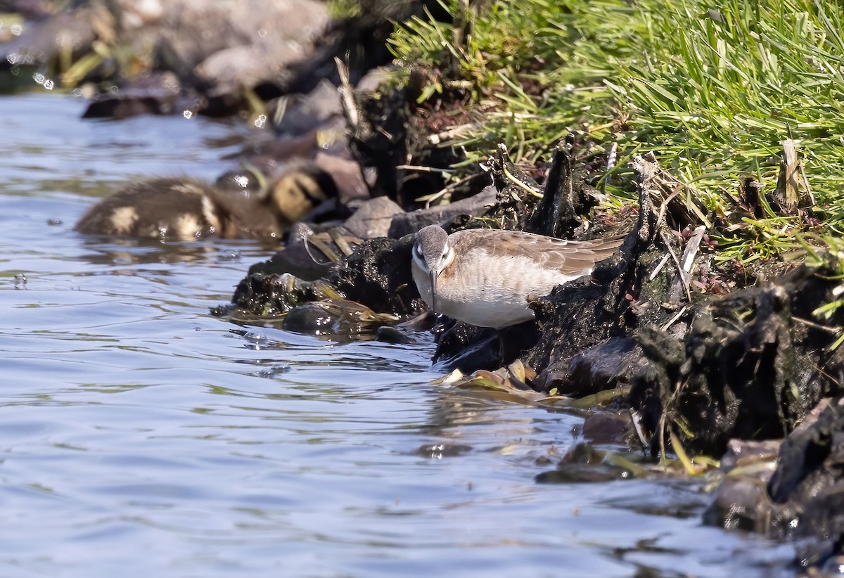 Wilson's Phalarope - Suzanne Labbé