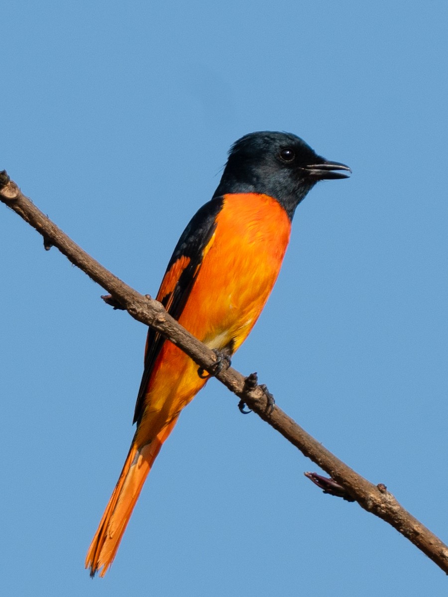 Orange Minivet - ML585850141