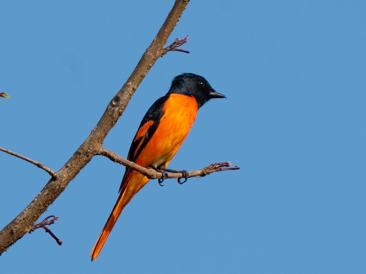 Orange Minivet - ML585850241