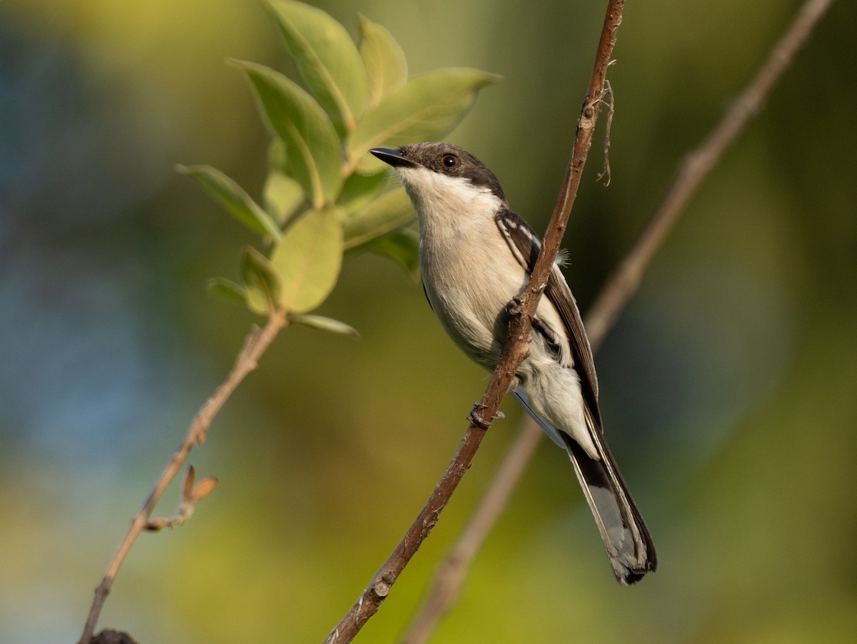 Bar-winged Flycatcher-shrike - ML585850351