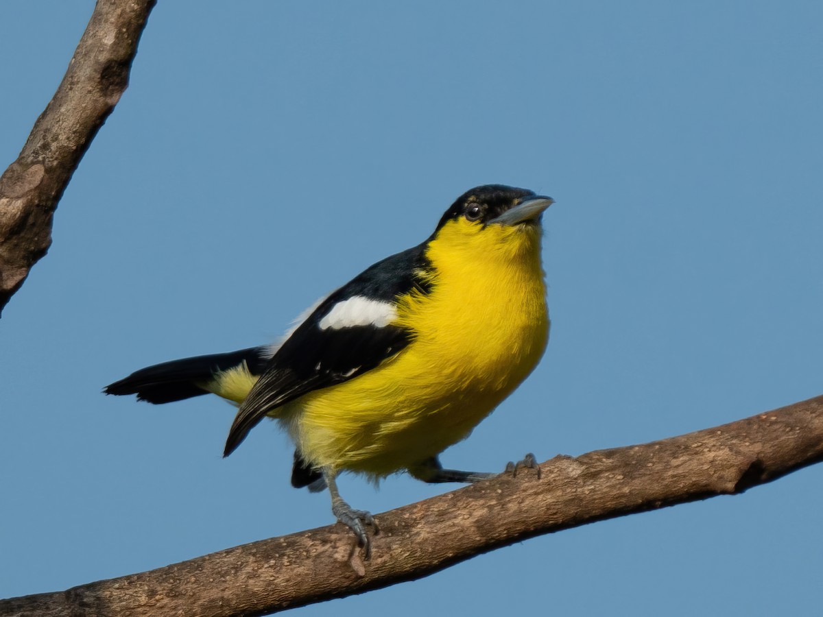 jora černokřídlá - ML585850391