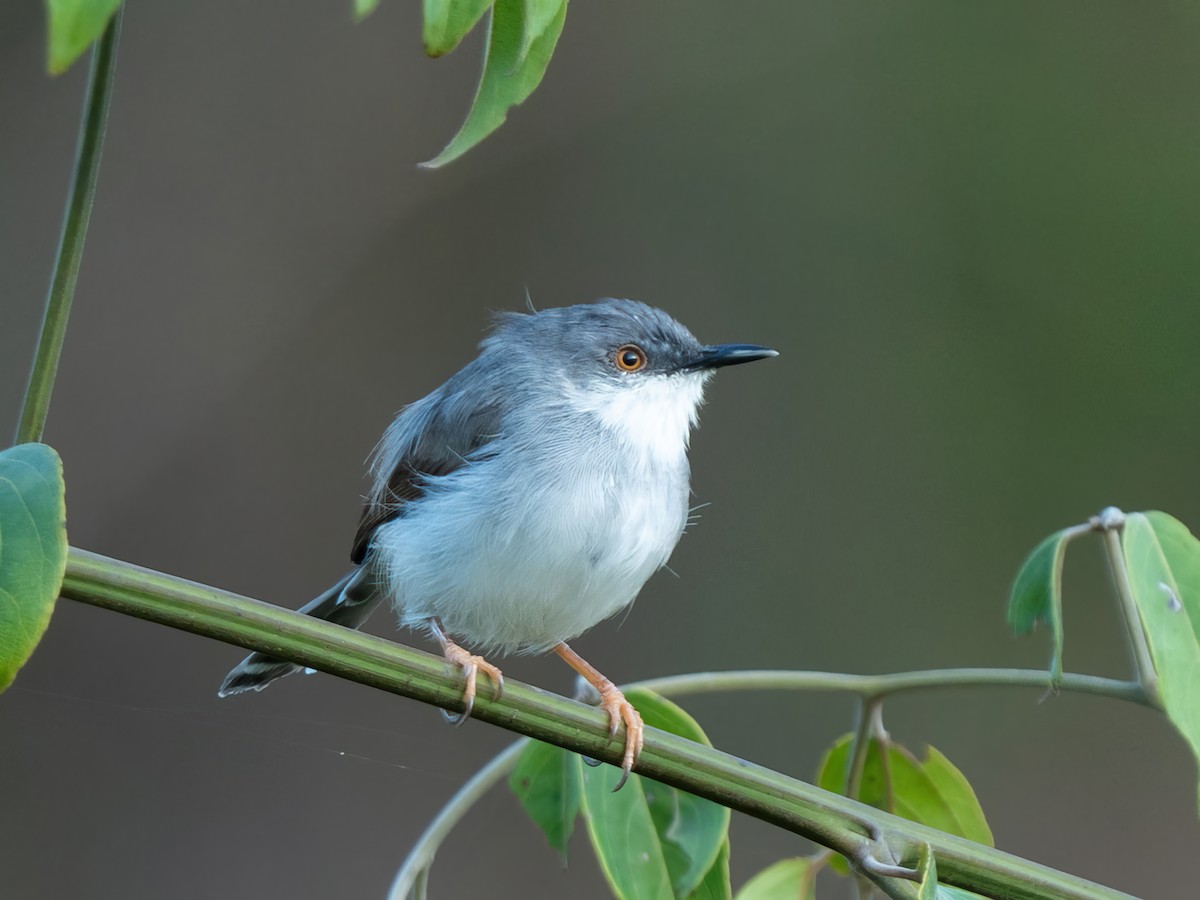 Gray-breasted Prinia - ML585850571