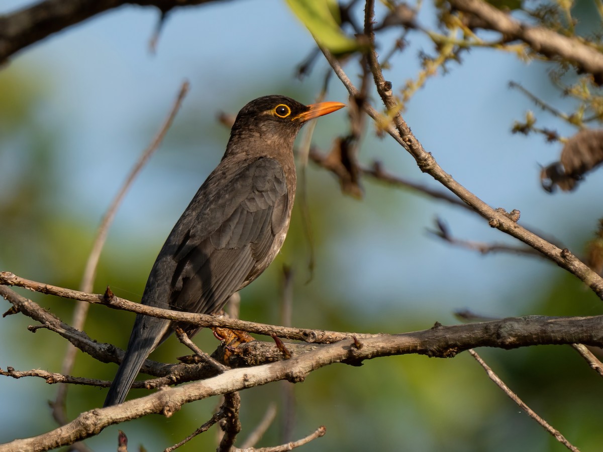 Indian Blackbird - Sujit Nair