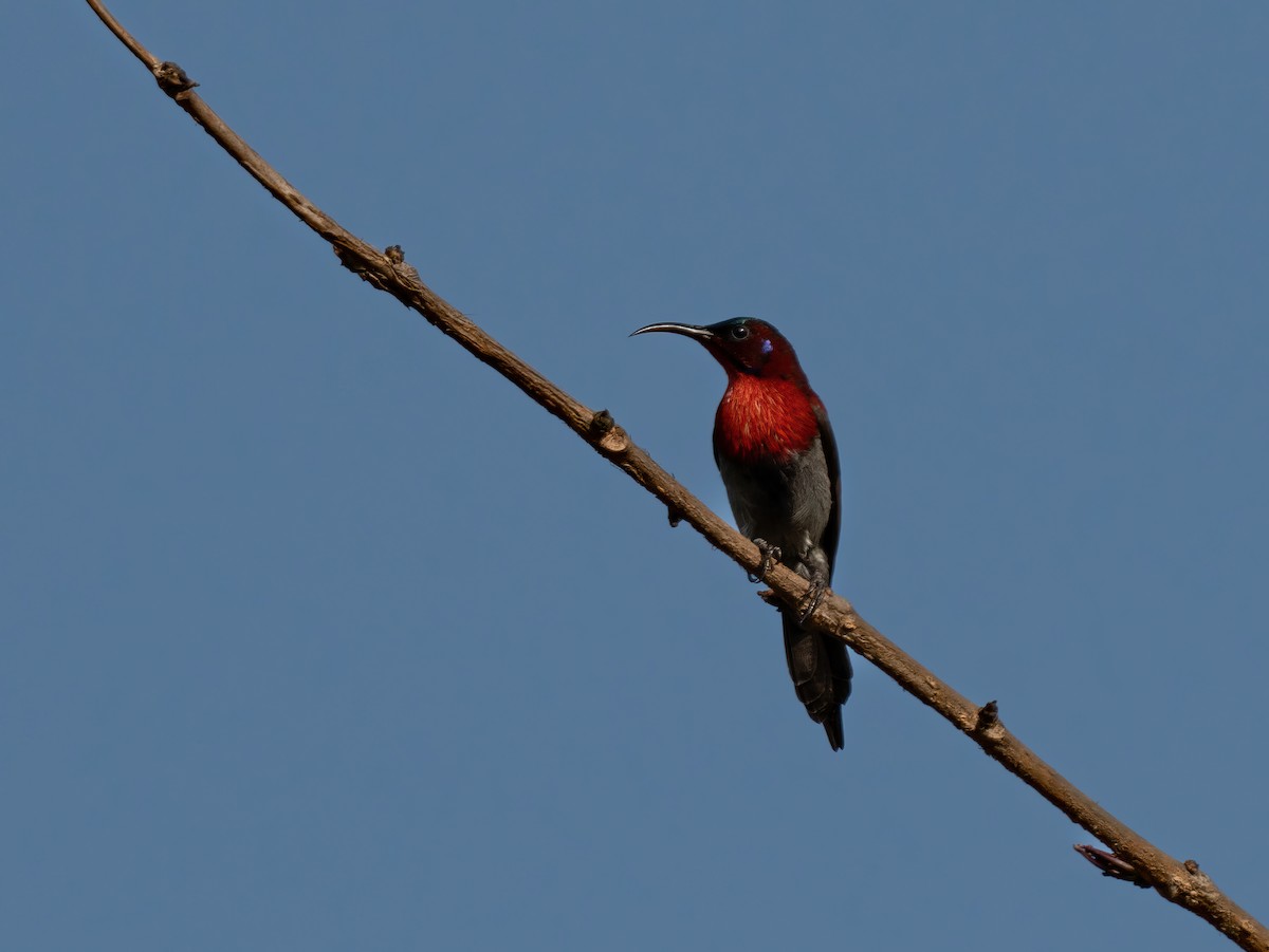 strdimil západoindický - ML585850771