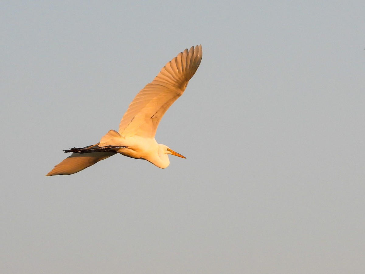 Great Egret - ML585850781