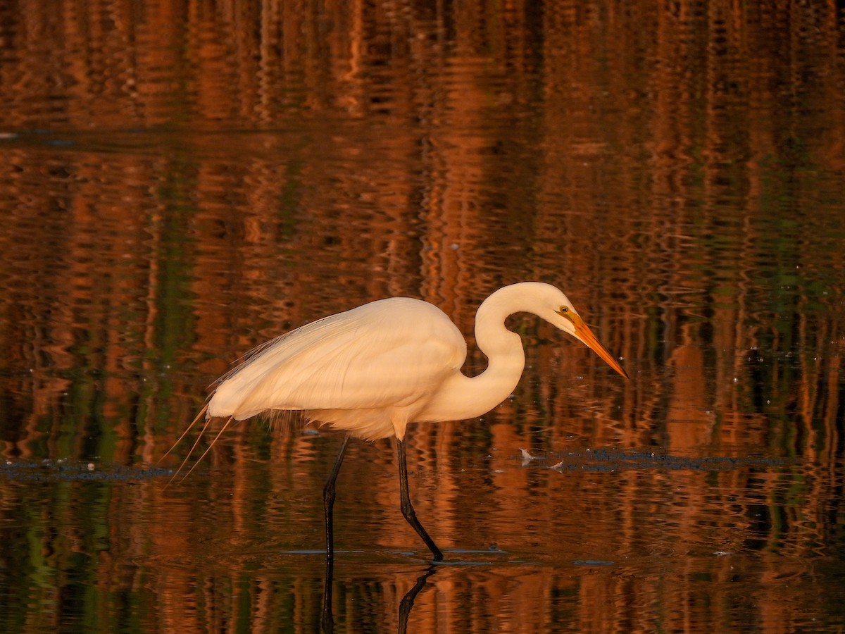 Great Egret - ML585850791