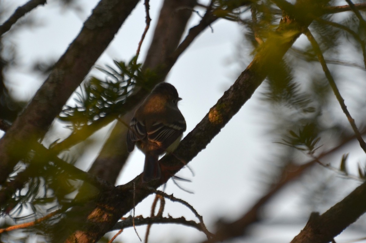 Yellow-bellied Flycatcher - ML58585081