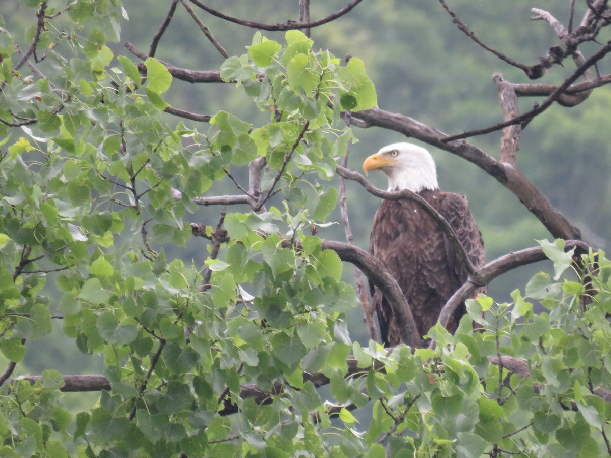 Bald Eagle - ML585850891