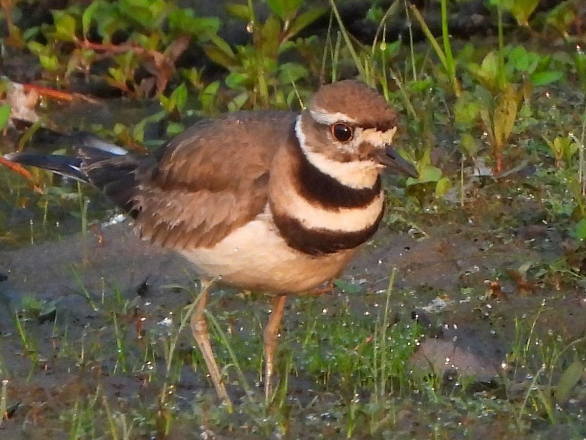 Killdeer - George Harris