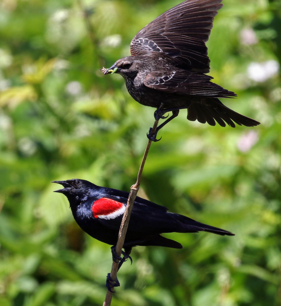 Tricolored Blackbird - ML58585161