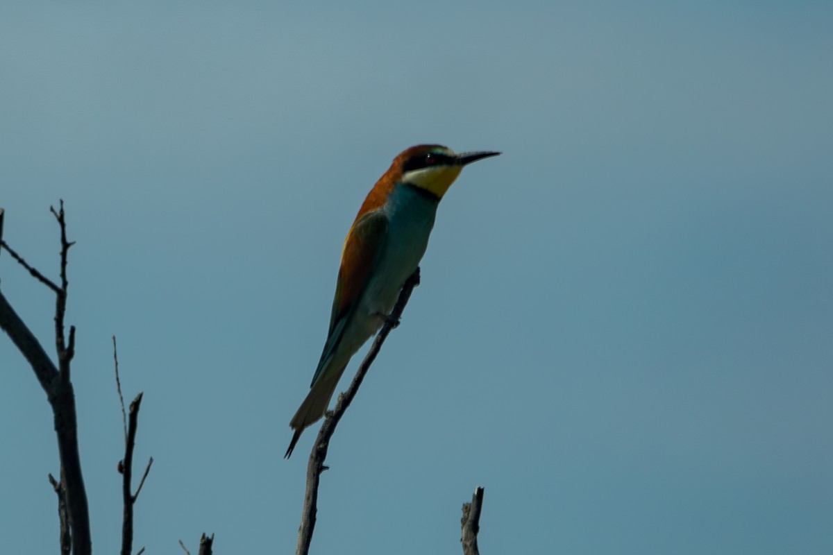 European Bee-eater - ML585852261