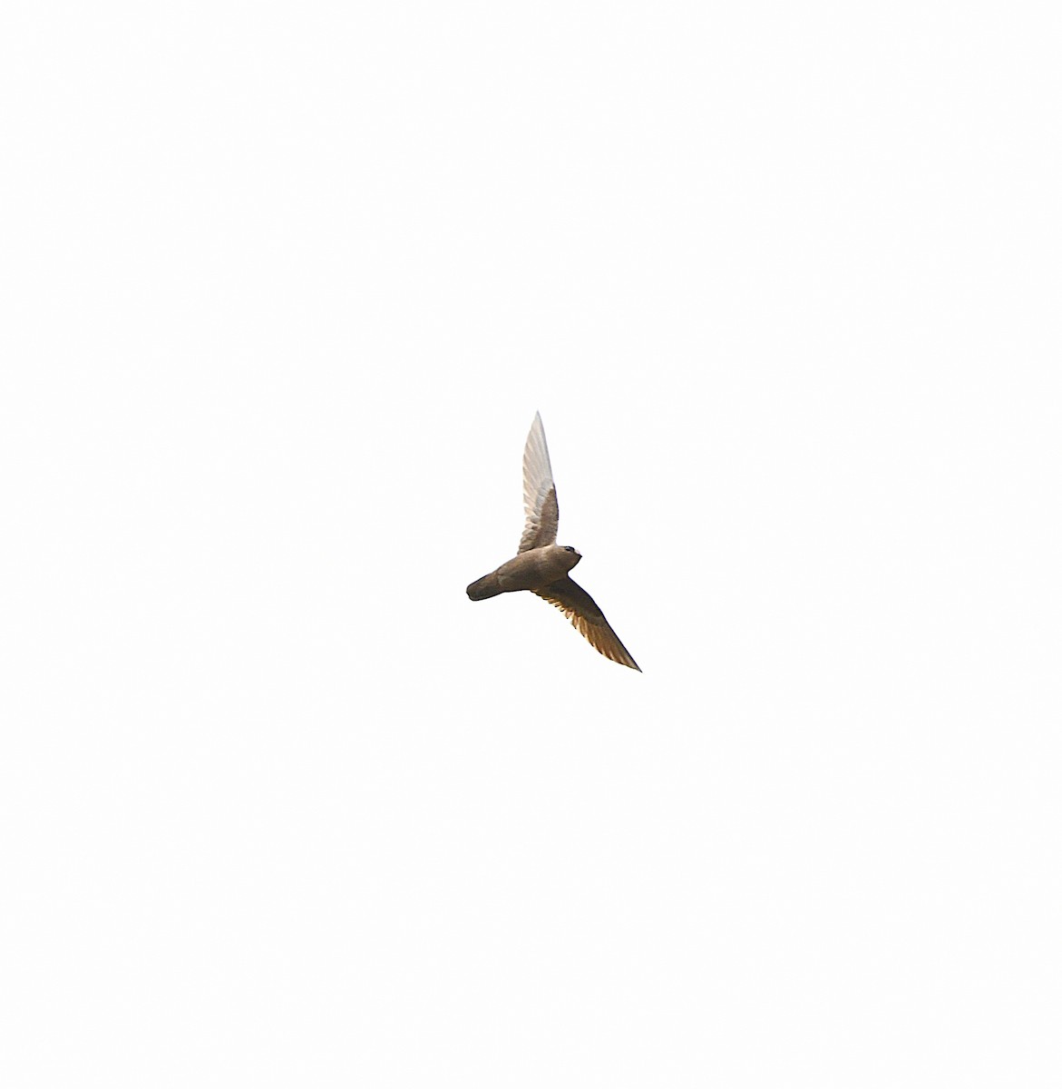 Rothschild's Swift - ML585852491