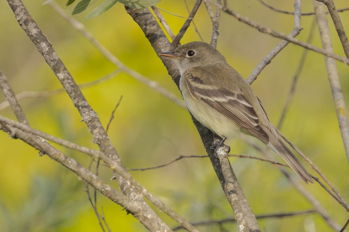 Acadian Flycatcher - ML585852531