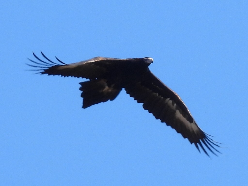Wedge-tailed Eagle - ML585853181