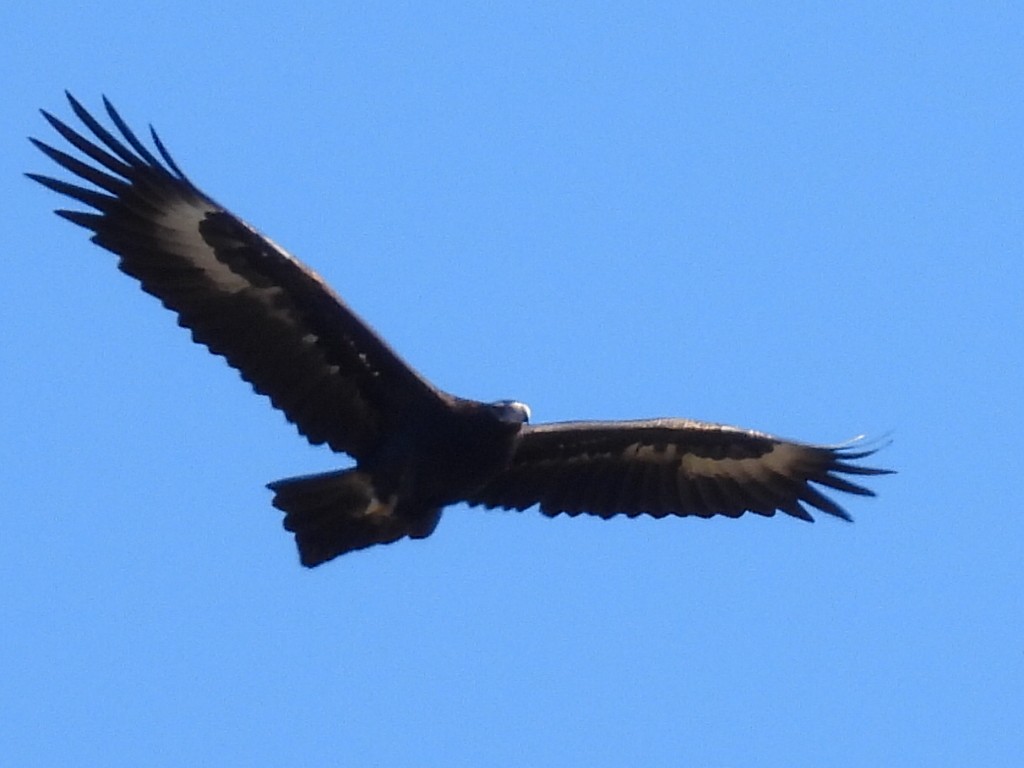 Wedge-tailed Eagle - ML585853191