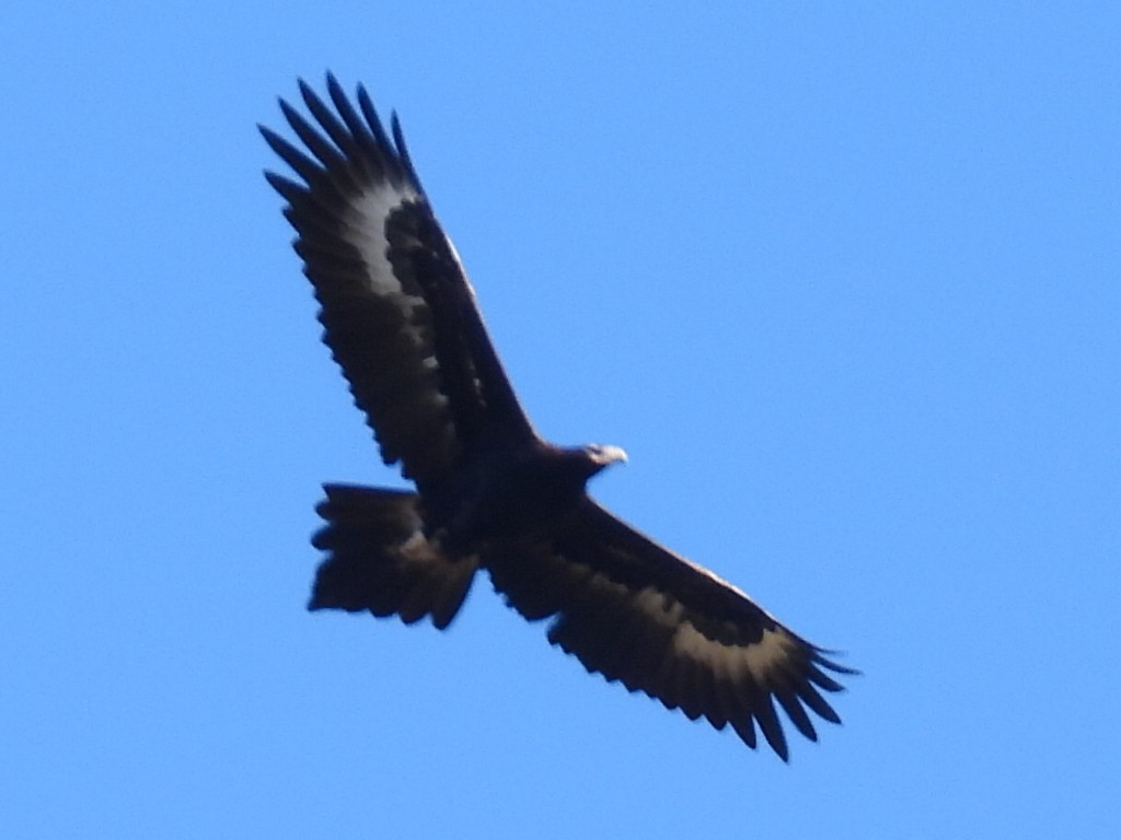 Wedge-tailed Eagle - ML585853201
