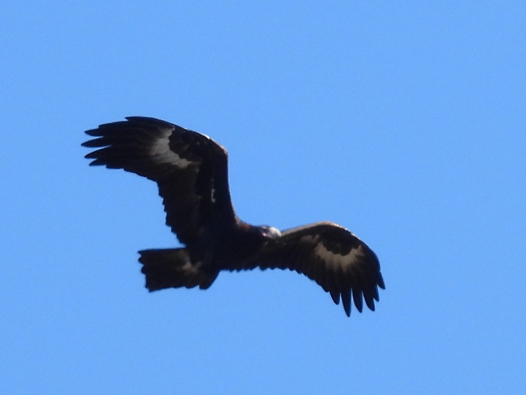 Wedge-tailed Eagle - ML585853211