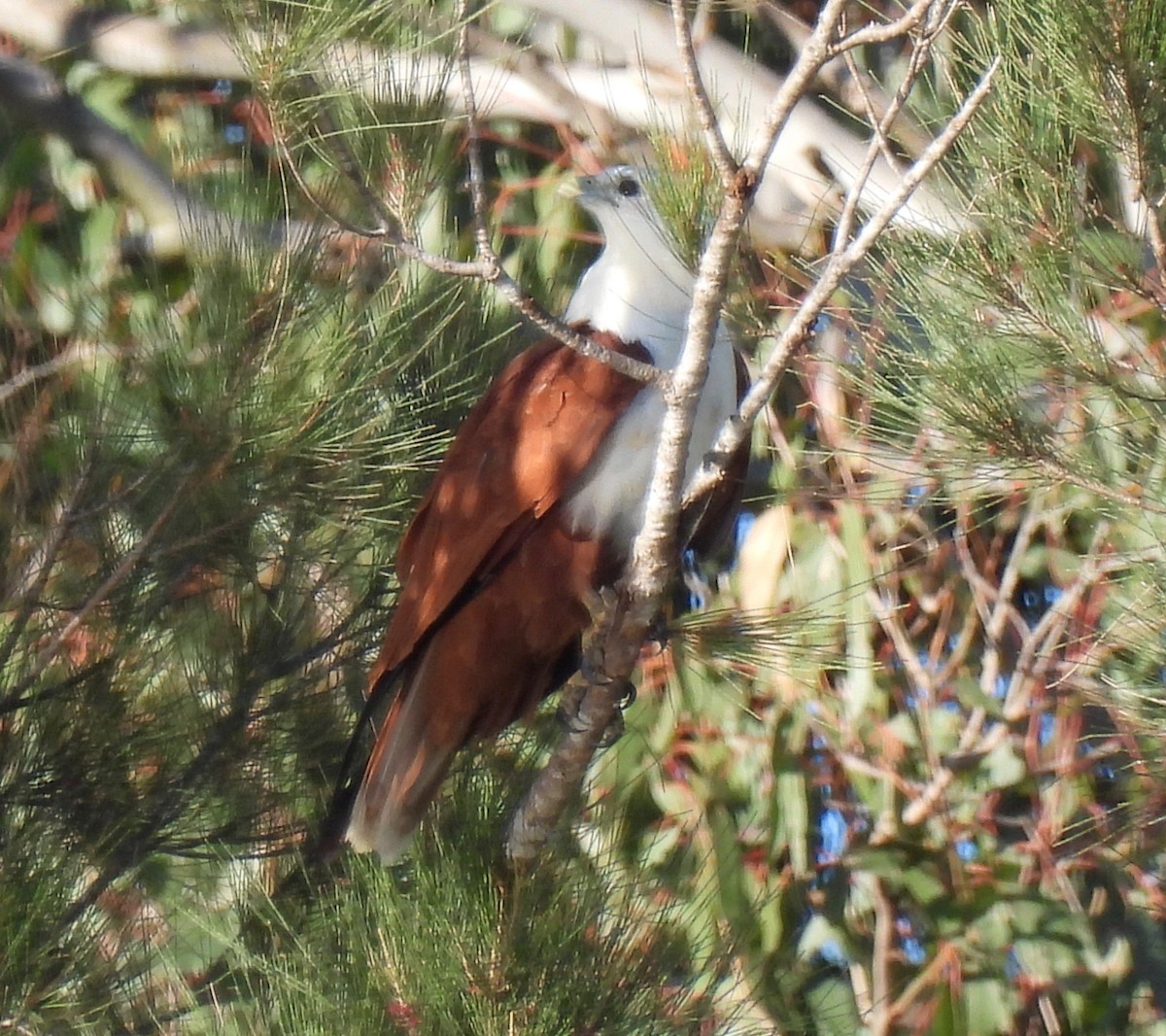 Brahminy Kite - ML585853521