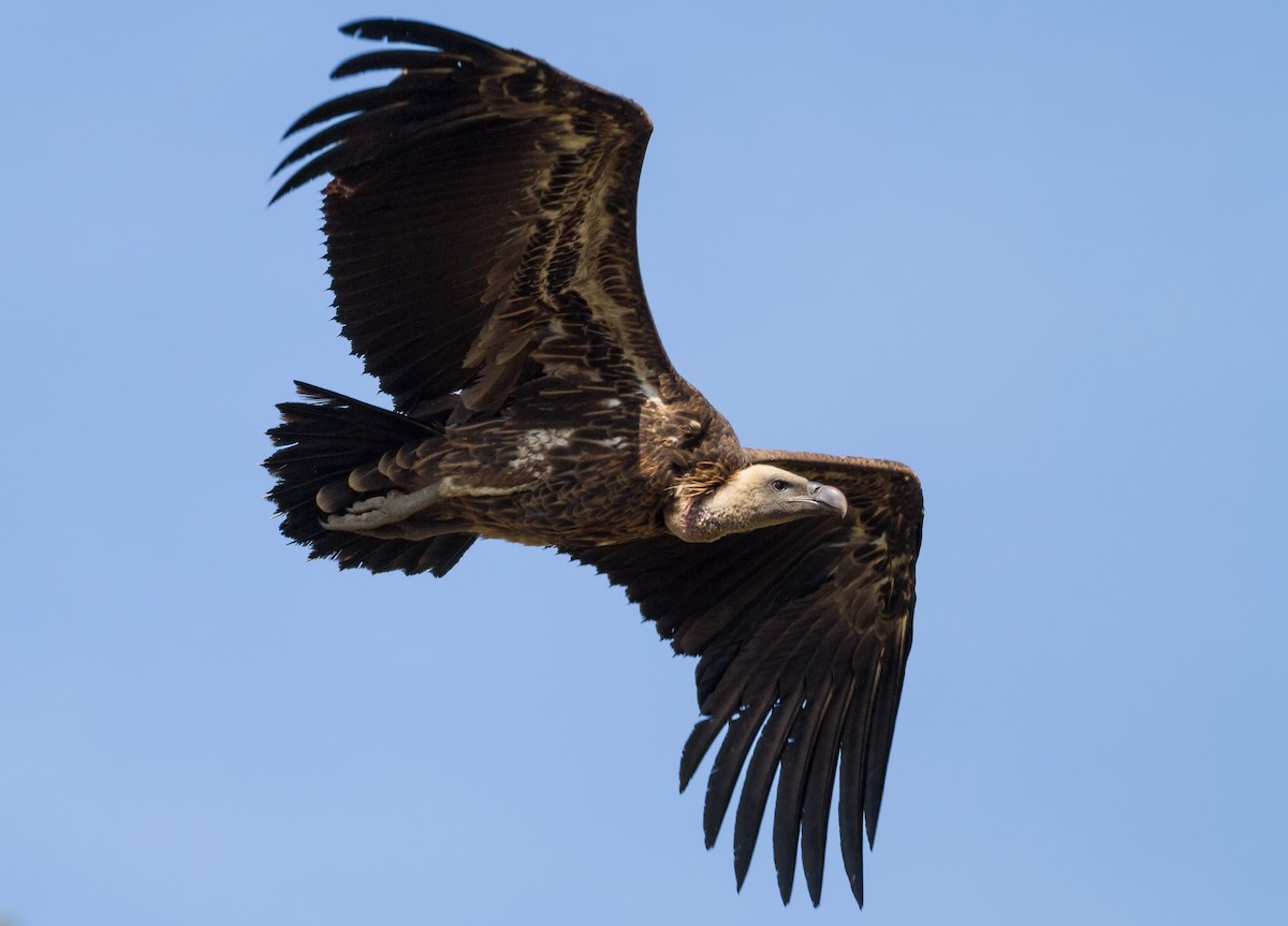 Rüppell's Griffon - ML585853711
