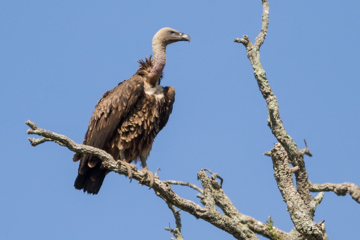 Rüppell's Griffon - Rei Segali