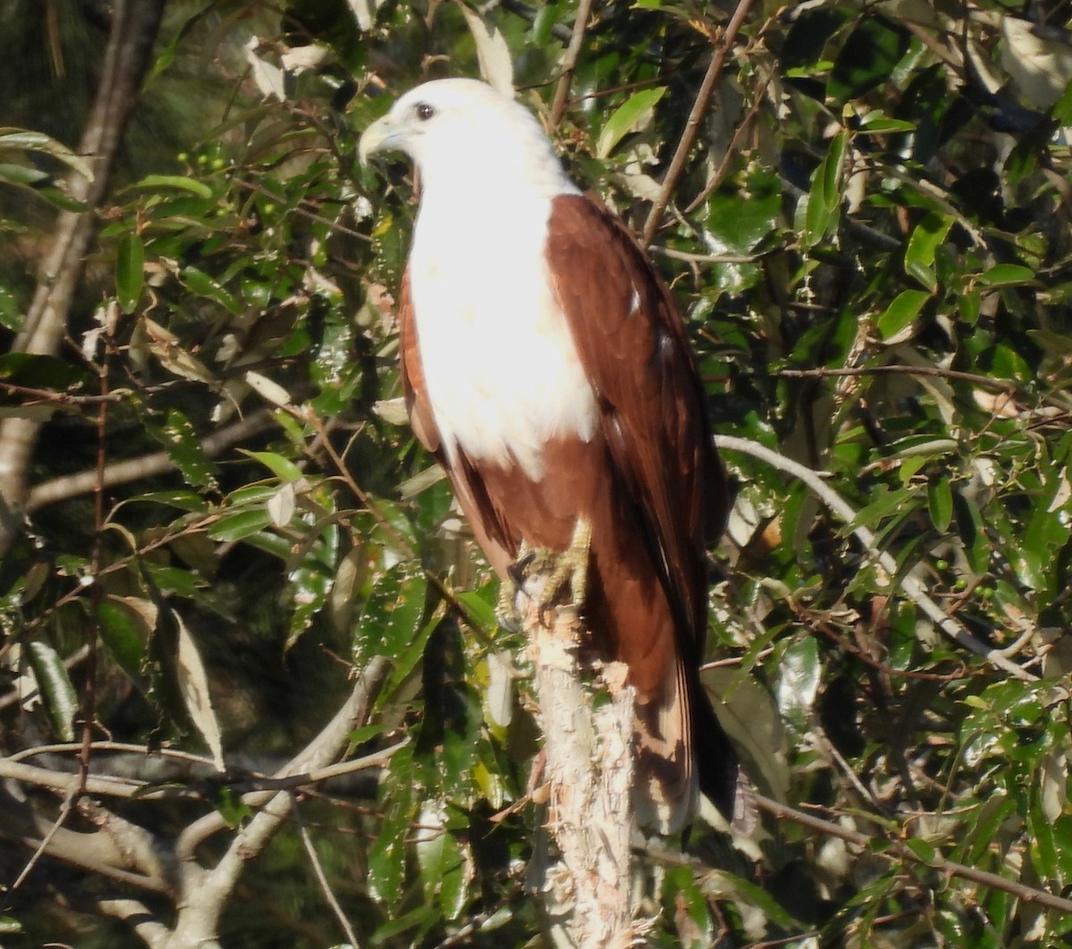 Brahminy Kite - ML585853781