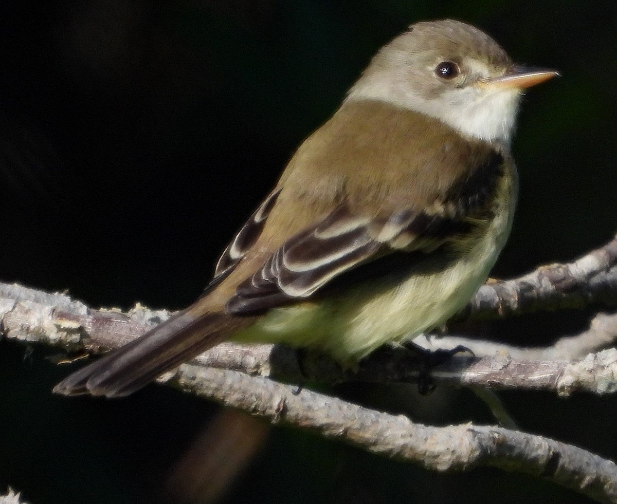 Willow Flycatcher - ML585856411