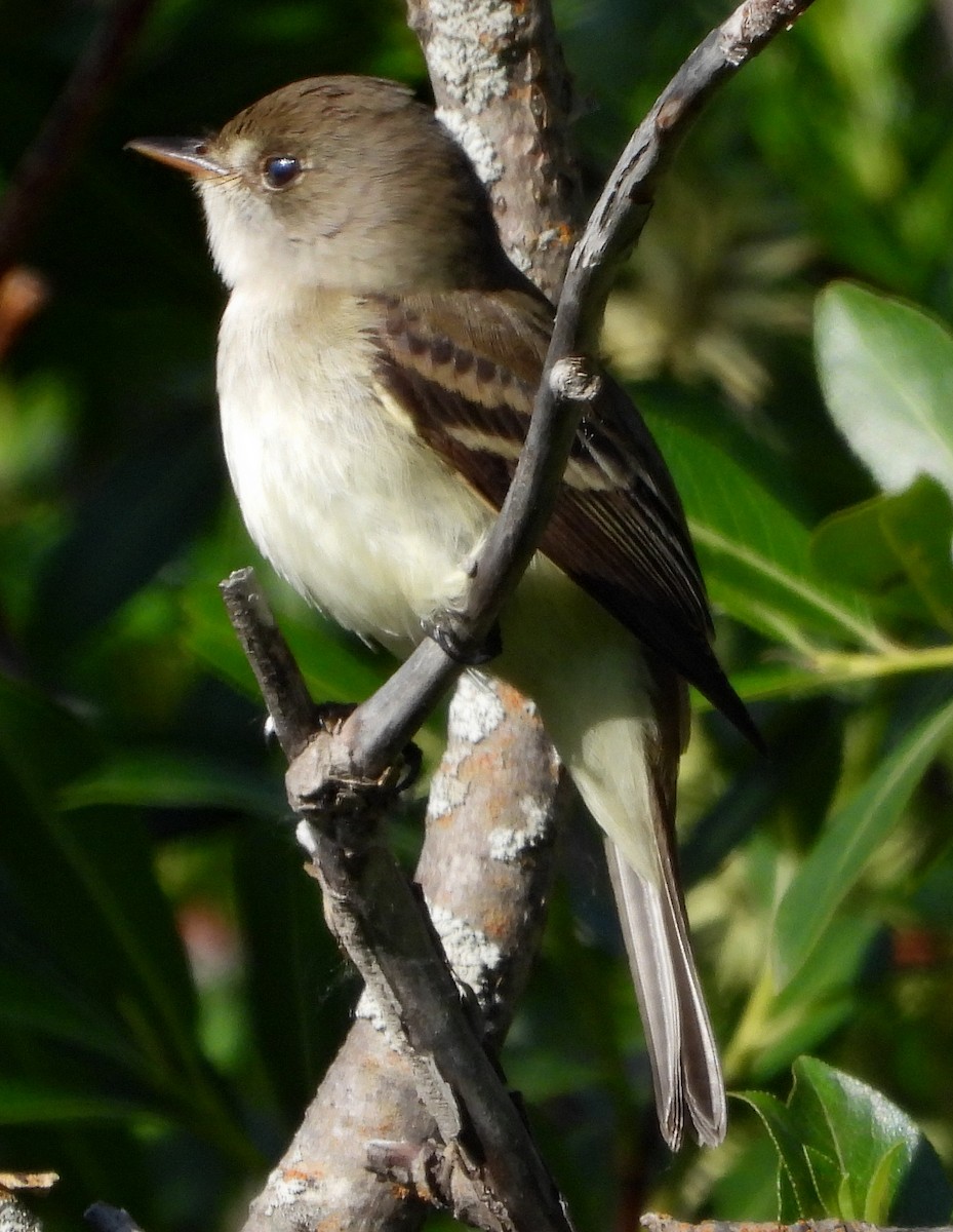 Willow Flycatcher - ML585856451