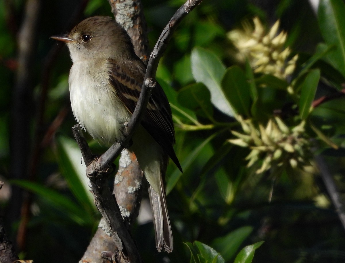 Willow Flycatcher - ML585856471