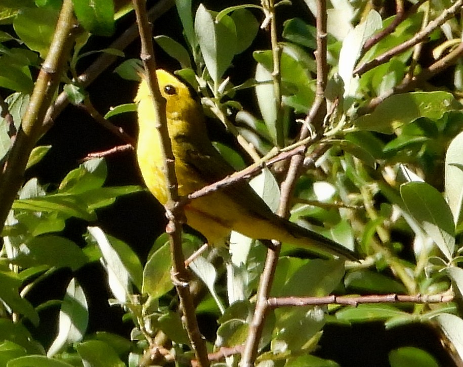 Wilson's Warbler - ML585856651