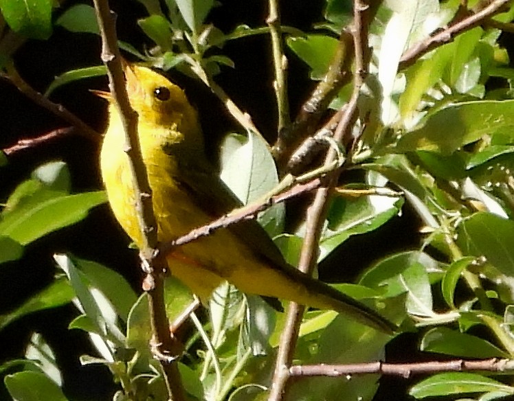 Wilson's Warbler - ML585856661