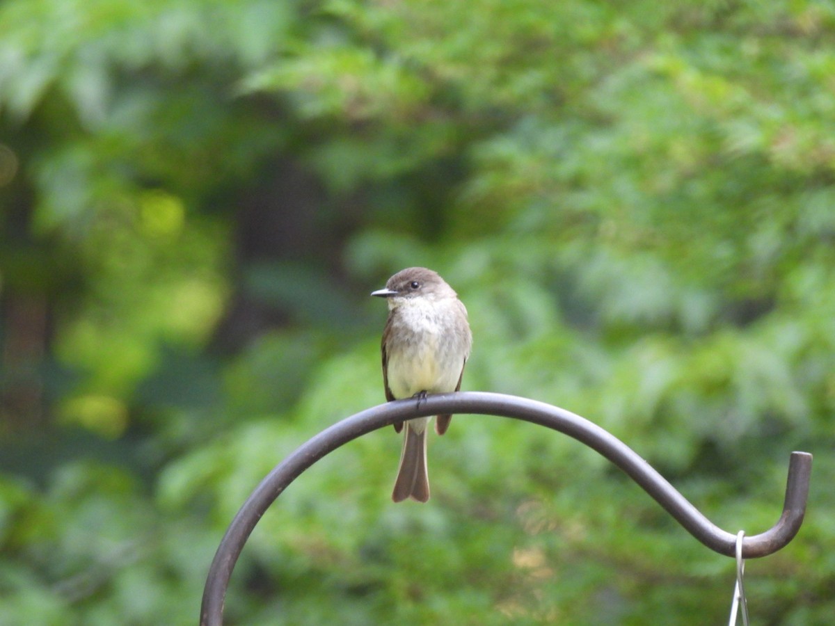Eastern Phoebe - ML585857251
