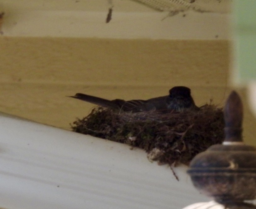 Eastern Phoebe - ML585857261