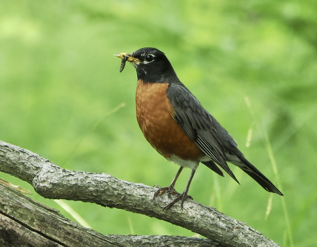 American Robin - ML585857521