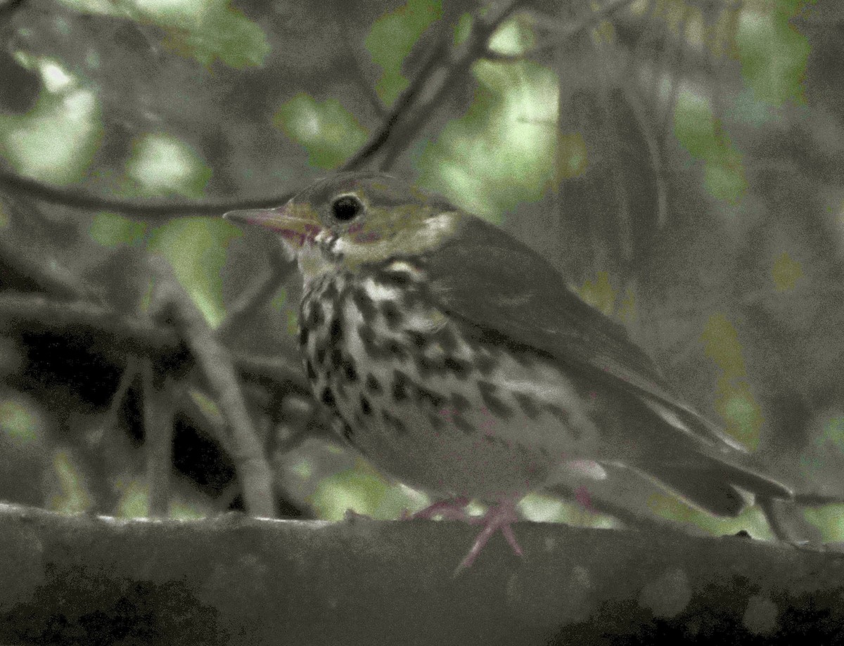 Ovenbird - ML585857541