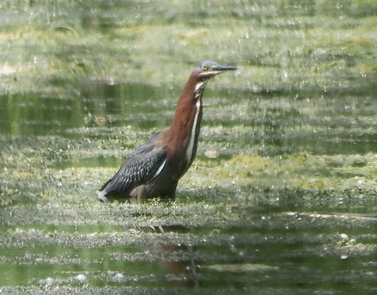 Green Heron - ML585857661